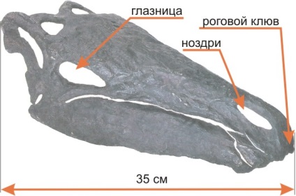 Stegosaurus, totul despre stegosaurus, despre stegosaurus, dinozaur stegosaurus din perioada jurasica, despre dinozauri,