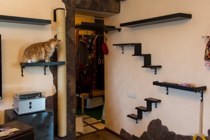 Стильний будинок для кішок, розплідник орієнтальних кішок avatar