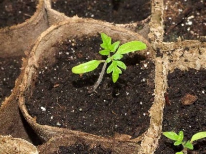 Стимулятори росту для розсади томатів і перцю
