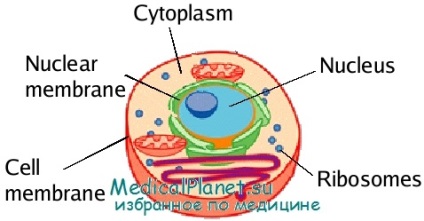 Будова, функції ядра і ядерної оболонки