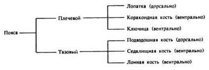 Будова скелета поясів кінцівок