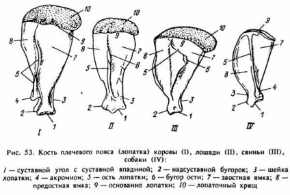 Будова скелета поясів кінцівок