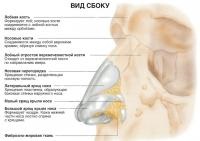 Structura nasului și a cavității nazale (cunoaștere - anatomie umană)