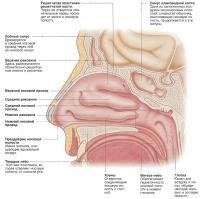 Structura nasului și a cavității nazale (cunoaștere - anatomie umană)