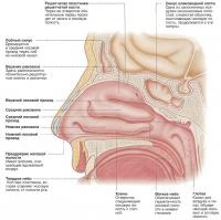 Структура носа і носової порожнини (знання - анатомія людини)