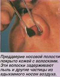 Структура носа і носової порожнини (знання - анатомія людини)