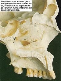 Структура носа і носової порожнини (знання - анатомія людини)