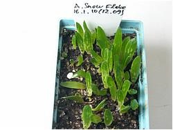 Plante suculente, fidea petra, catalog de comenzi - suculente de peter lapshin