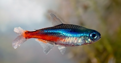 Що світяться (флуоресцентні) акваріумні рибки