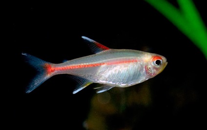 Що світяться (флуоресцентні) акваріумні рибки