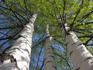 Властивості дерев, шлях до досконалості