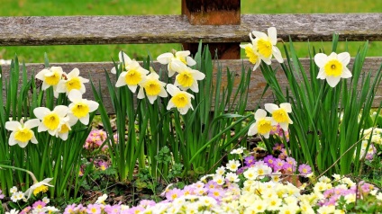 Schemă și fotografie de paturi de flori de primroses, crocuses, narcis (3 fotografii) Enciclopedie de design de peisaj