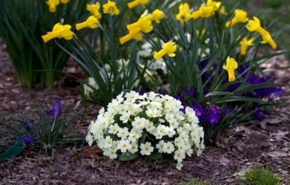 Schemă și fotografie de paturi de flori de primroses, crocuses, narcis (3 fotografii) Enciclopedie de design de peisaj