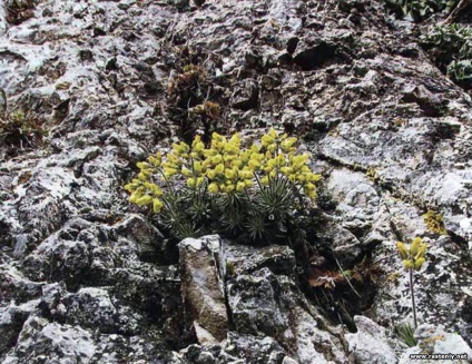 Cu flori galbene - plante și flori