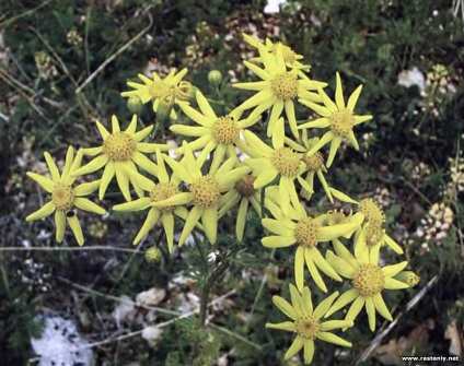 Cu flori galbene - plante și flori