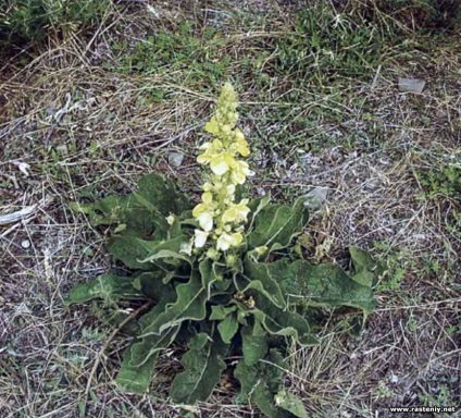 Cu flori galbene - plante și flori