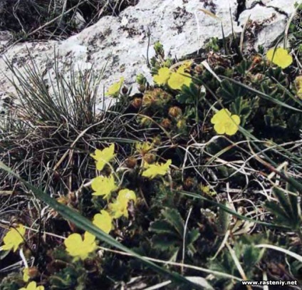 Cu flori galbene - plante și flori