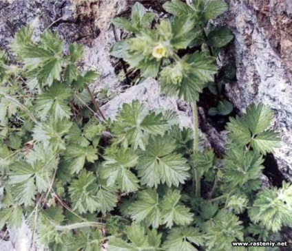 Cu flori galbene - plante și flori