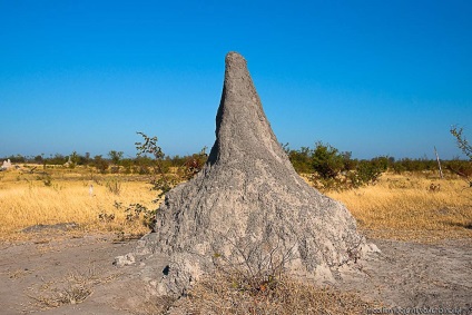 Termitnik - o capodoperă a 