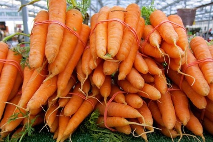 Технологія вирощування та вибір сорту моркви для теплиць, садоводство24