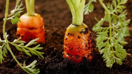 Tehnologie în creștere și alegerea varietății de morcov pentru sere, grădinărit24