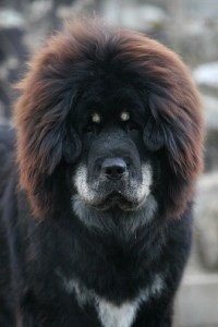 Mastiff tibetan - un câine este mai scump decât diamantele