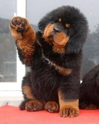 Mastiff tibetan - un câine este mai scump decât diamantele