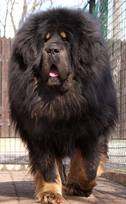 Mastiff tibetan - un câine este mai scump decât diamantele