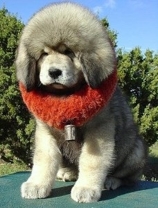 Тибетський мастиф - собака дорожче діамантів
