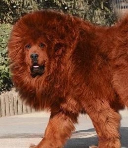 Mastiff tibetan - un câine este mai scump decât diamantele