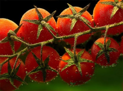 Tomato - aivengo - f1 descrierea fructelor roșiilor, fotografia soiului, țara de origine, randamentul și