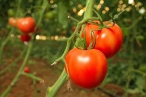 Tomato - aivengo - f1 descrierea fructelor roșiilor, fotografia soiului, țara de origine, randamentul și