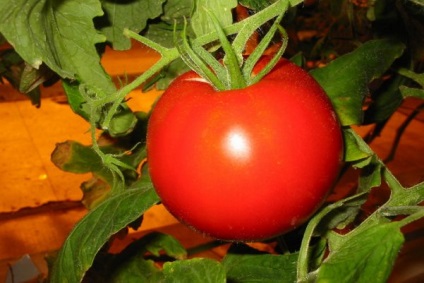 Tomato - aivengo - f1 descrierea fructelor roșiilor, fotografia soiului, țara de origine, randamentul și