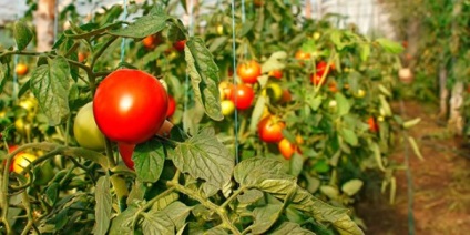 Tomato - aivengo - f1 descrierea fructelor roșiilor, fotografia soiului, țara de origine, randamentul și