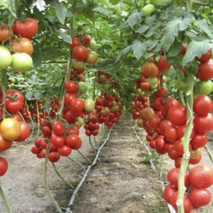 Tomato - aivengo - f1 descrierea fructelor roșiilor, fotografia soiului, țara de origine, randamentul și