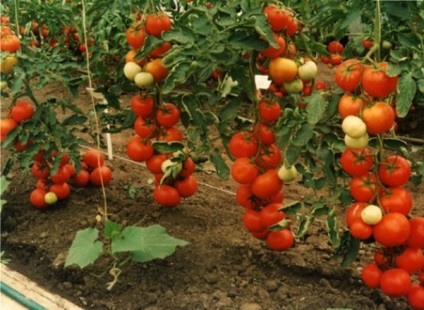 Томат - Айвенго - f1 опис плодів помідорів, фото сорти, країна походження, врожайність, а