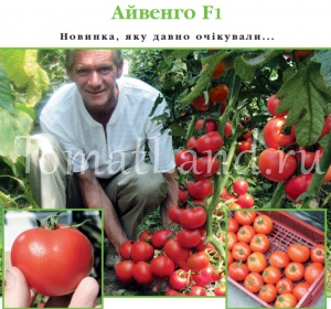 Tomato aivengo descriere, recenzii, fotografie, caracteristică