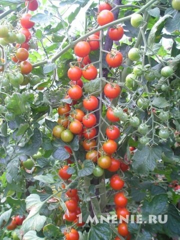 Tomate cherry blossom f1 comentarii, foarte gustoase tomate de cires