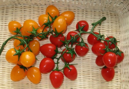Cherry tomato cele mai bune soiuri pentru teren deschis, caracteristici și descriere, înalt,