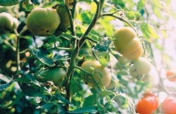 Tomatele se coacă mai repede, știința și viața