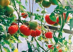 Tomatele se coacă mai repede, știința și viața