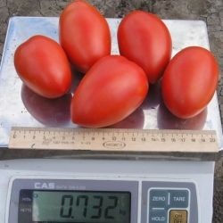 Tomato cartier f1, cumpara seminte de tomate cartier f1 chloz france, magazin online 10 hectare