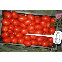 Tomato cartier f1, cumpara seminte de tomate cartier f1 chloz france, magazin online 10 hectare