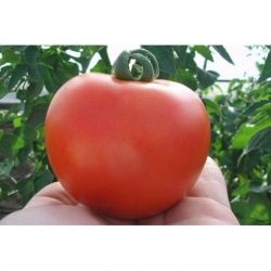 Tomato cartier f1, cumpara seminte de tomate cartier f1 chloz france, magazin online 10 hectare