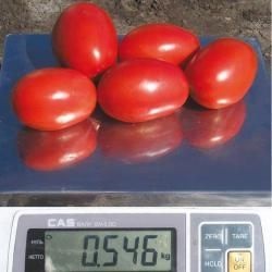 Tomato cartier f1, cumpara seminte de tomate cartier f1 chloz france, magazin online 10 hectare