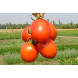 Tomato cartier f1, cumpara seminte de tomate cartier f1 chloz france, magazin online 10 hectare