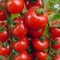 Tomato polfast f1 descrierea și caracteristicile soiului, cultivarea și productivitatea, recenzii și fotografii