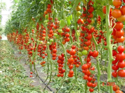 Tomato snowfall f1 descriere și recenzii de Sedek și indigo trandafir, dragoste și aivengo, kerazo și semințe de tomate