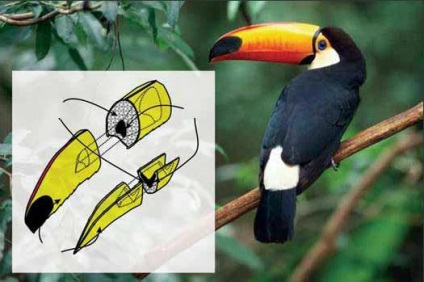 Toucan птица с необичайна клюн страхотно