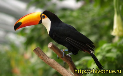 Toucan - pasăre toucan - fotografie pasăre toucan